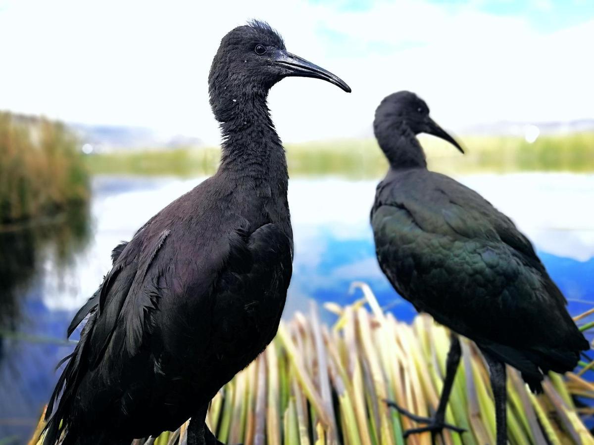 פונו Ecoturismo, Los Uros מראה חיצוני תמונה